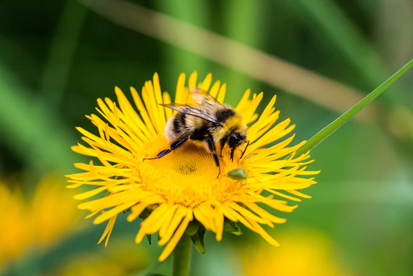 Weed and Insect Control Services