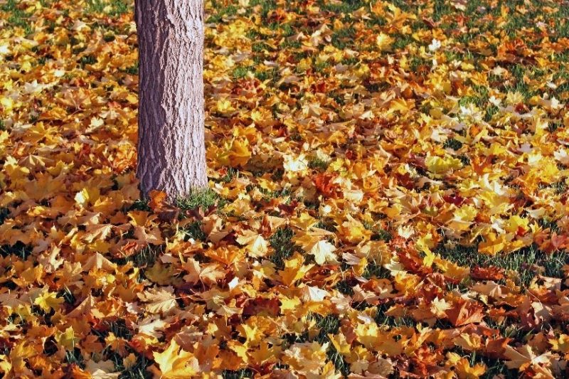 Image of leaves on the ground waiting for fall cleanup services provided by T&T Property.